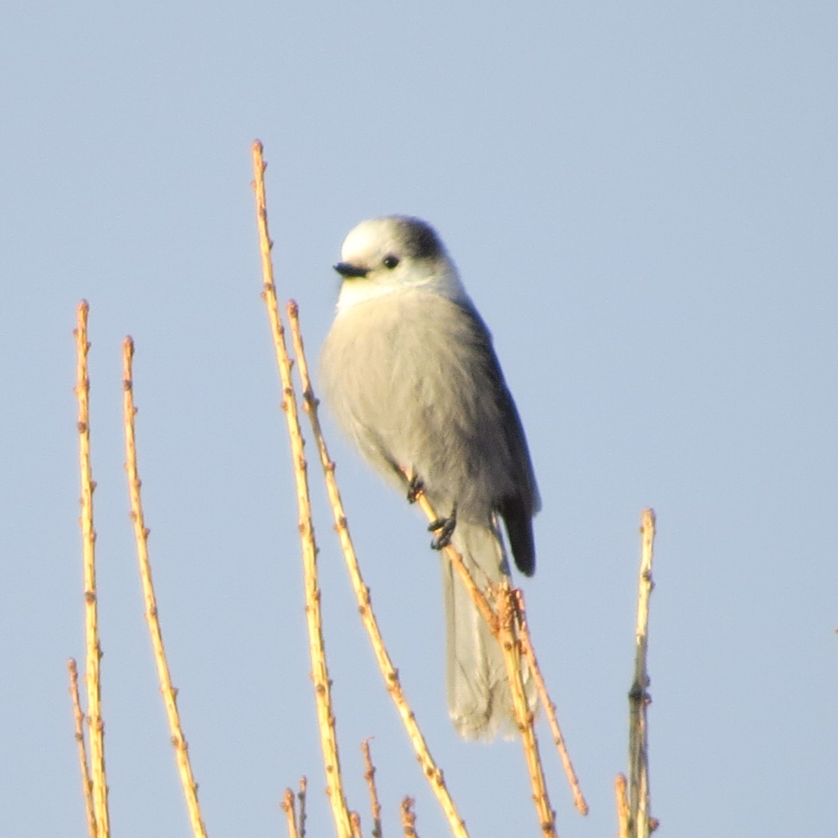 Canada Jay - ML22653631