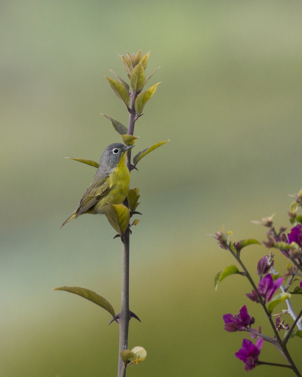 Nashville Warbler - ML226537731