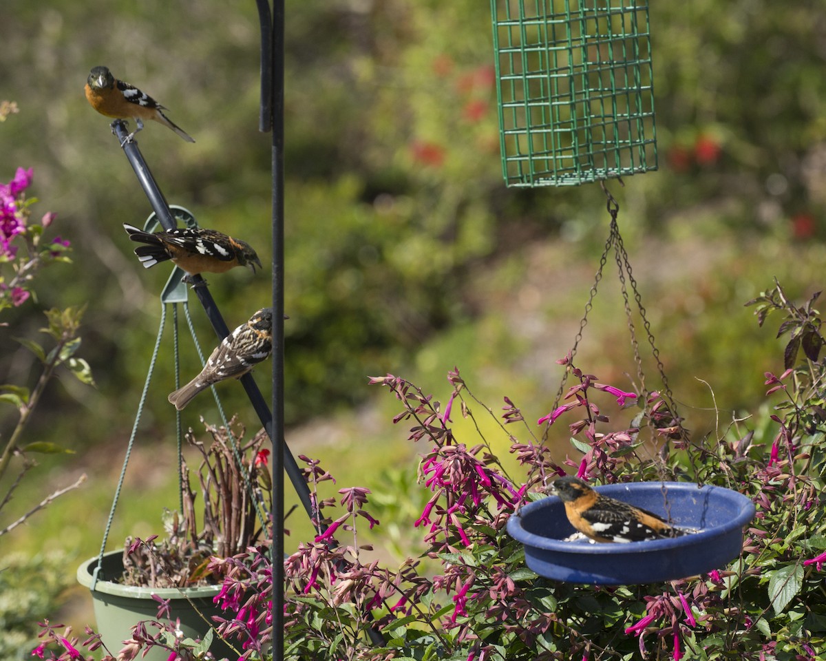 Black-headed Grosbeak - ML226540301