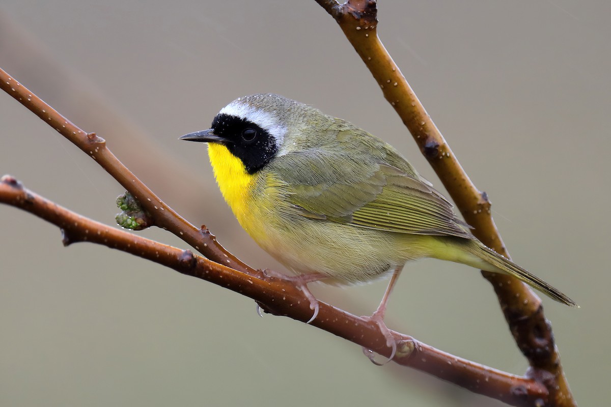 Common Yellowthroat - ML226540551