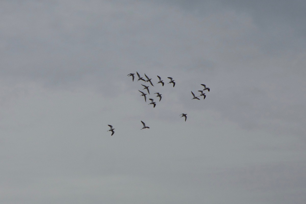 American Avocet - ML226541151