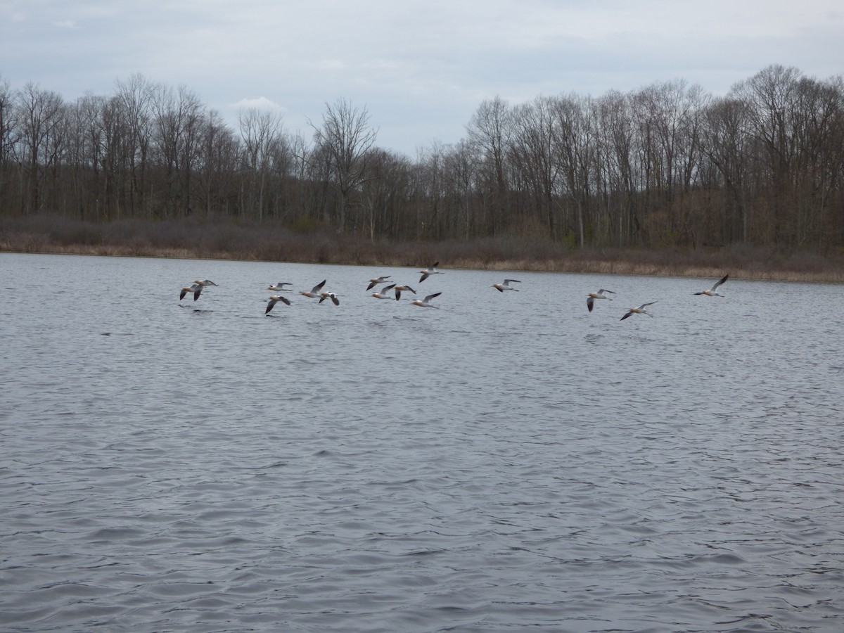 American Avocet - ML226541181