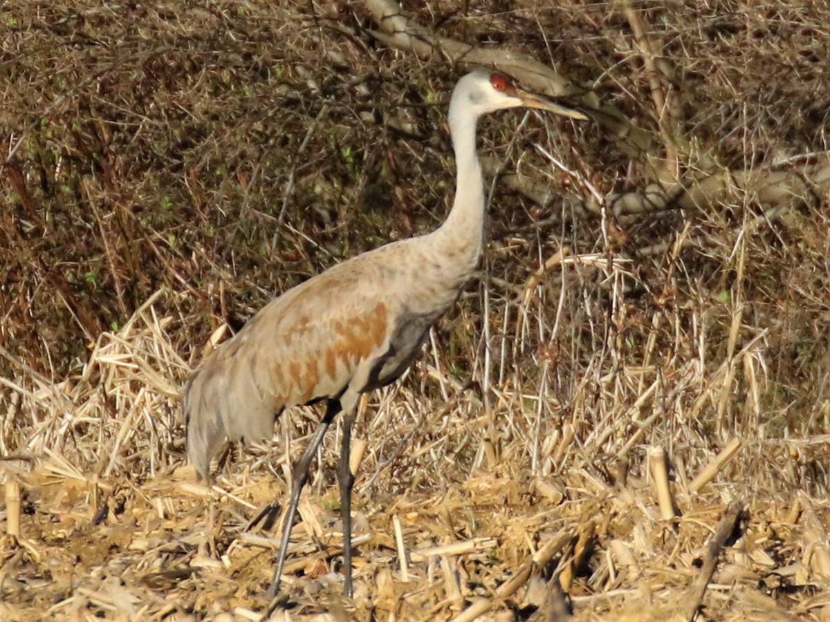 עגור קנדי - ML226541911