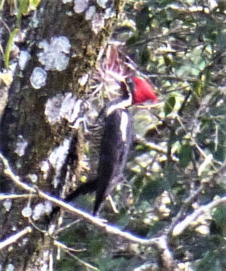Lineated Woodpecker - Bill Grabin