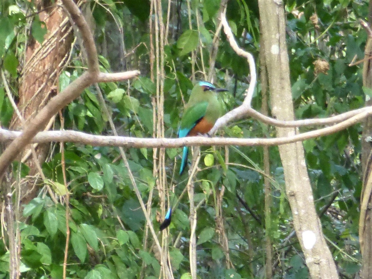 Turquoise-browed Motmot - ML226545441