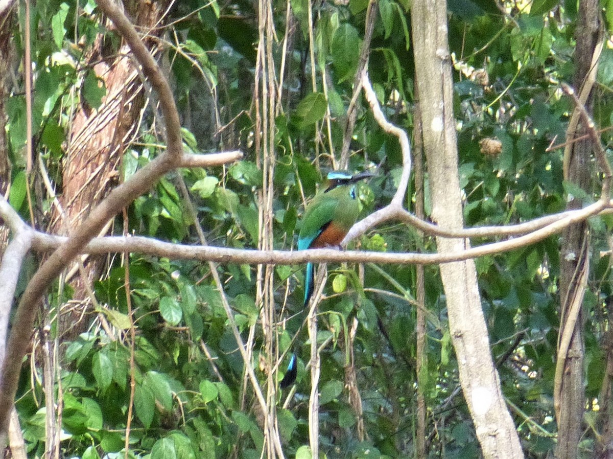 Turquoise-browed Motmot - ML226545461