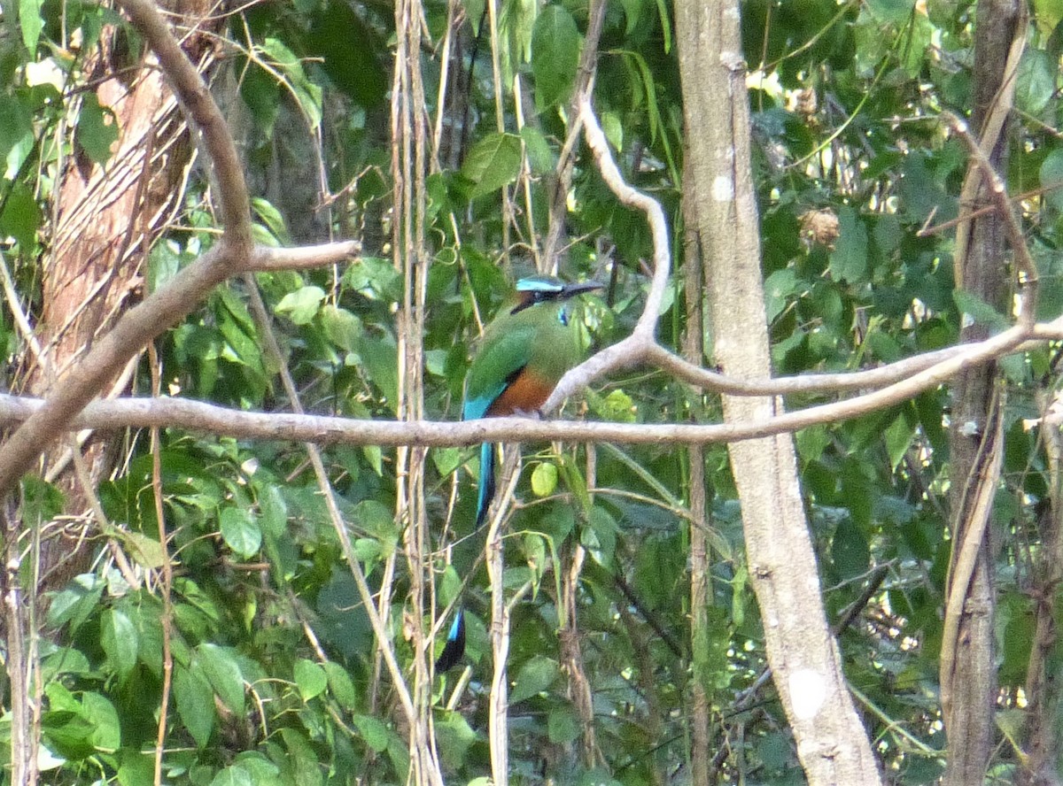 Turquoise-browed Motmot - ML226545491