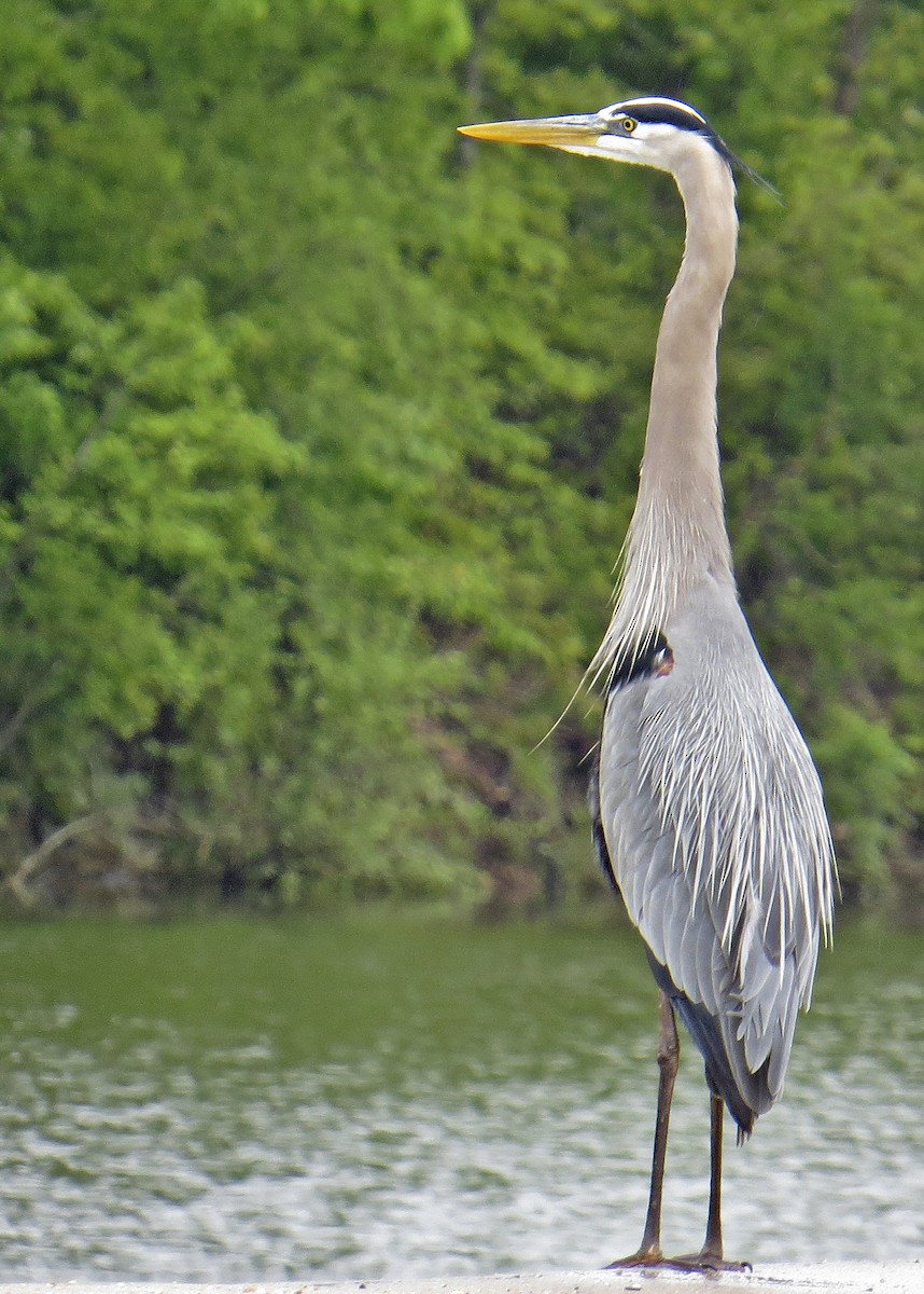 Great Blue Heron - ML226546421