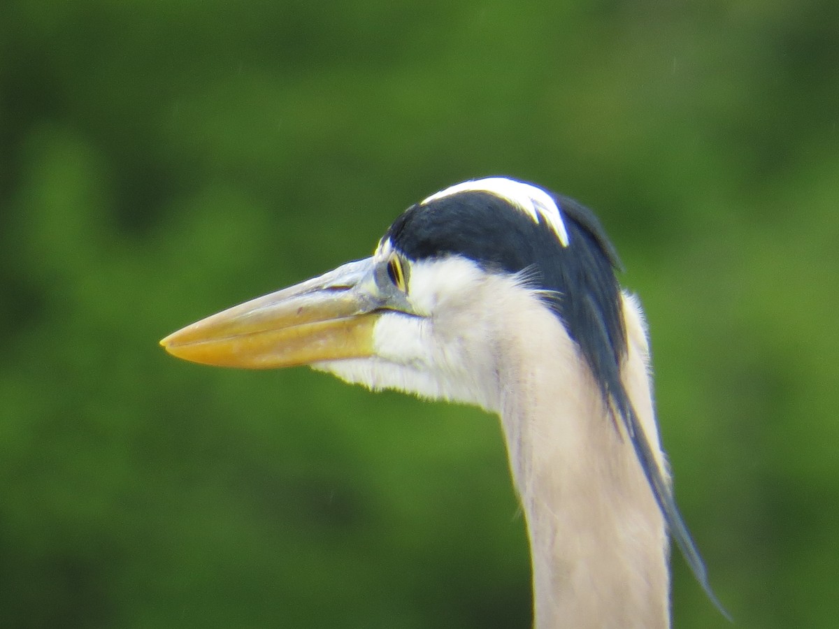 Great Blue Heron - ML226546891