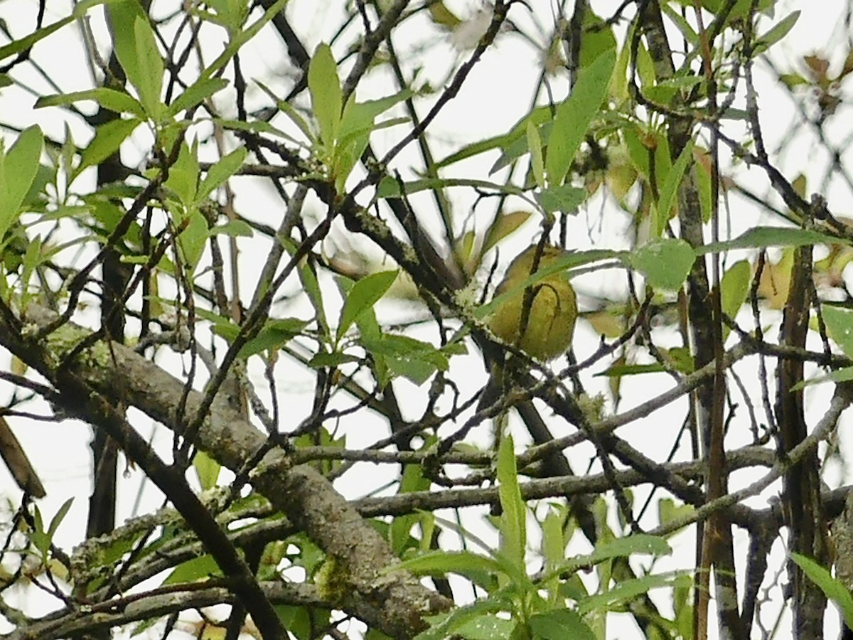 Orange-crowned Warbler - ML226547051