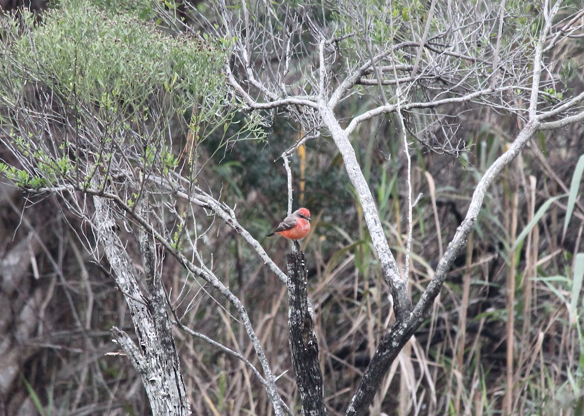 Vermilion Flycatcher - ML22654751