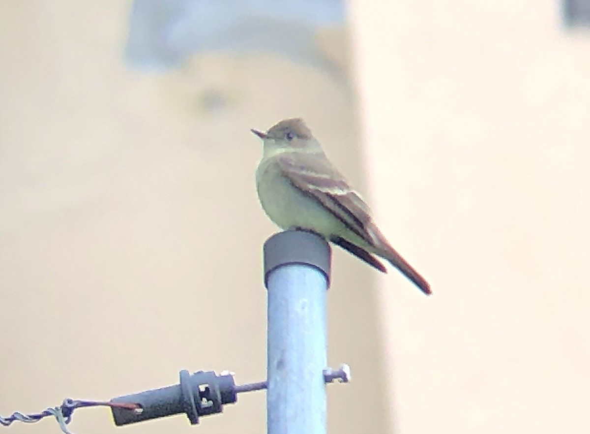 Western Wood-Pewee - ML226549201