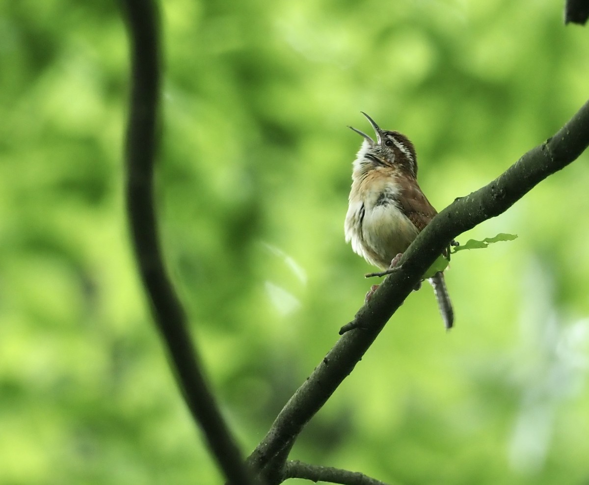 Carolina Wren - Yve Morrell