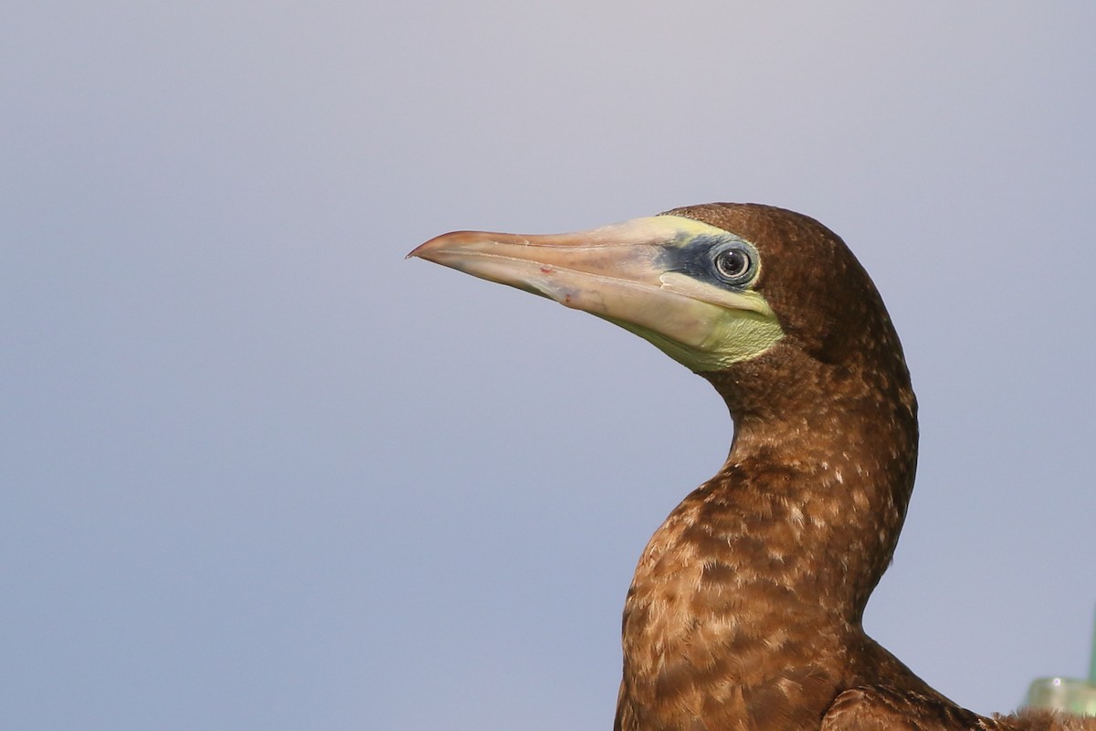 Cocos Booby (Colombian) - ML226550251