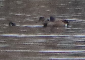Blue-winged Teal - ML226551411