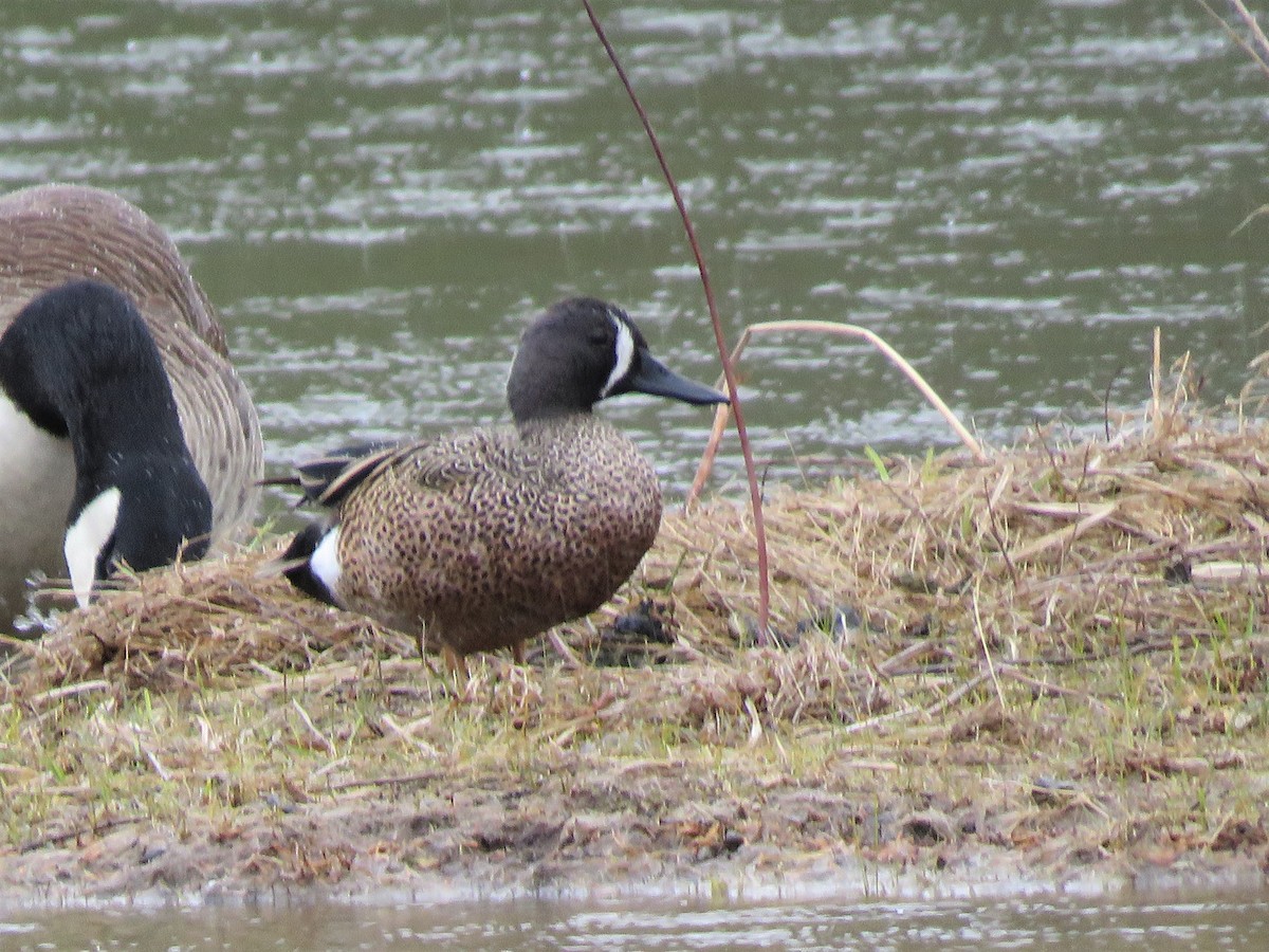 Blue-winged Teal - ML226551651