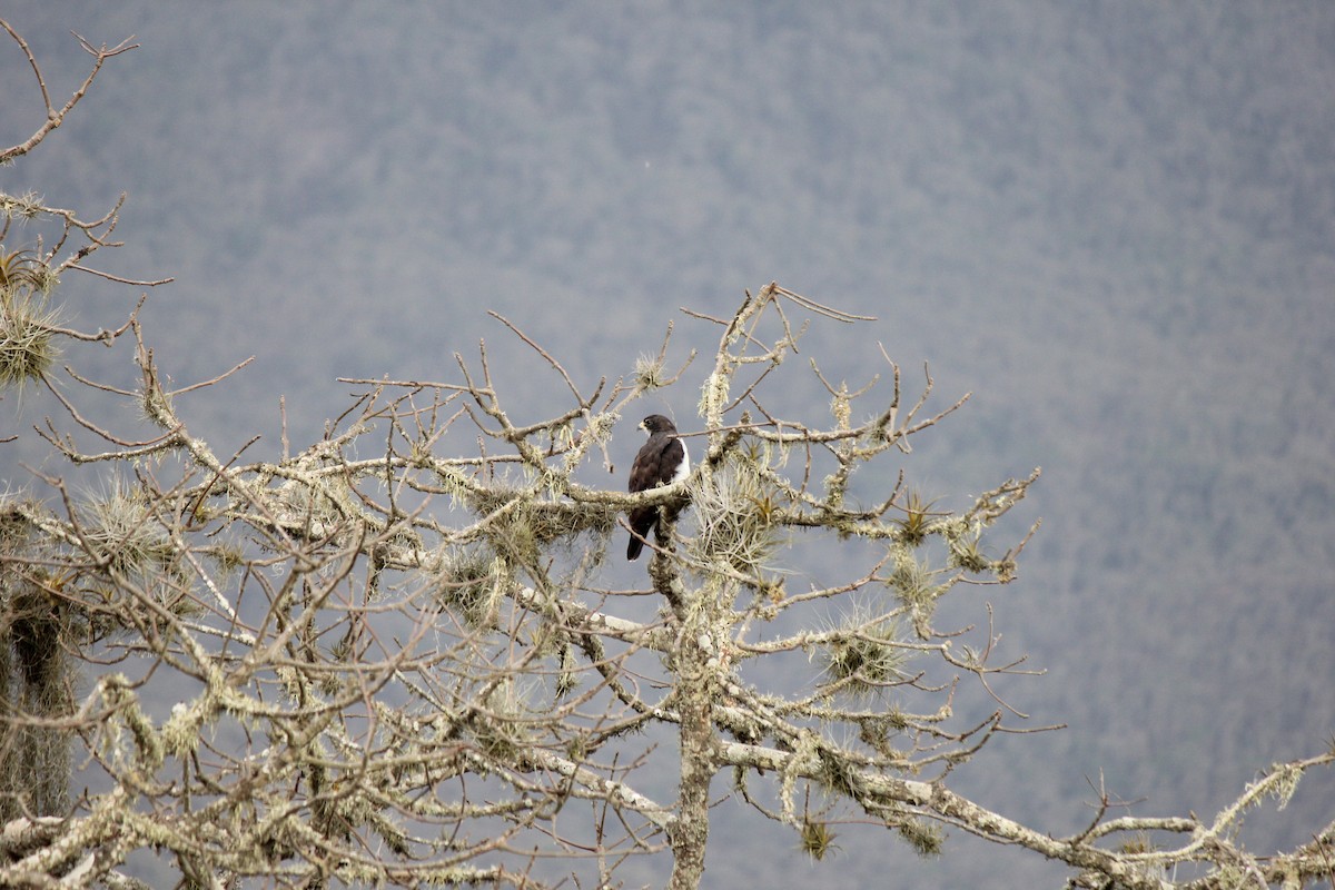 Short-tailed Hawk - Segundo Crespo