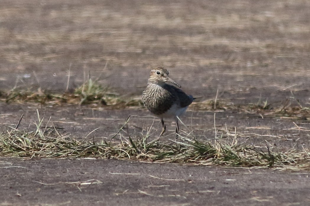 Pectoral Sandpiper - Mark L. Hoffman