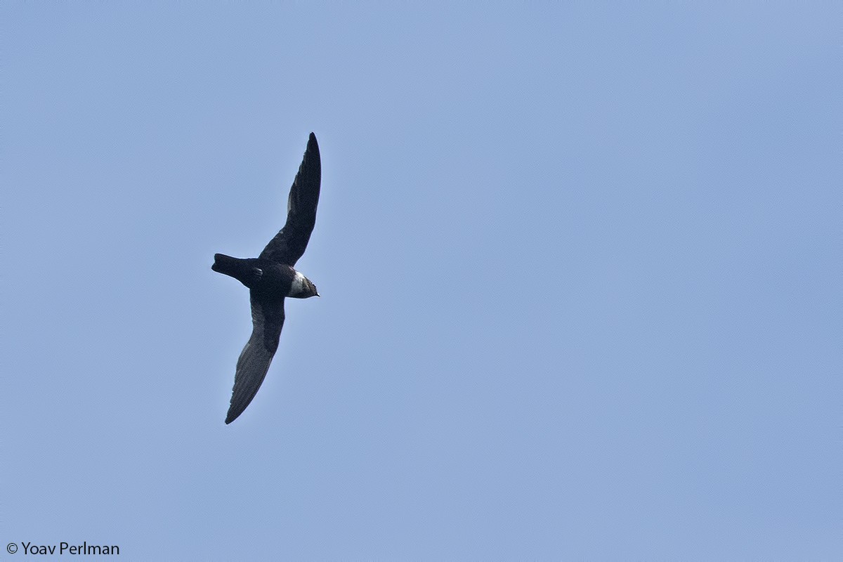 White-collared Swift - Yoav Perlman