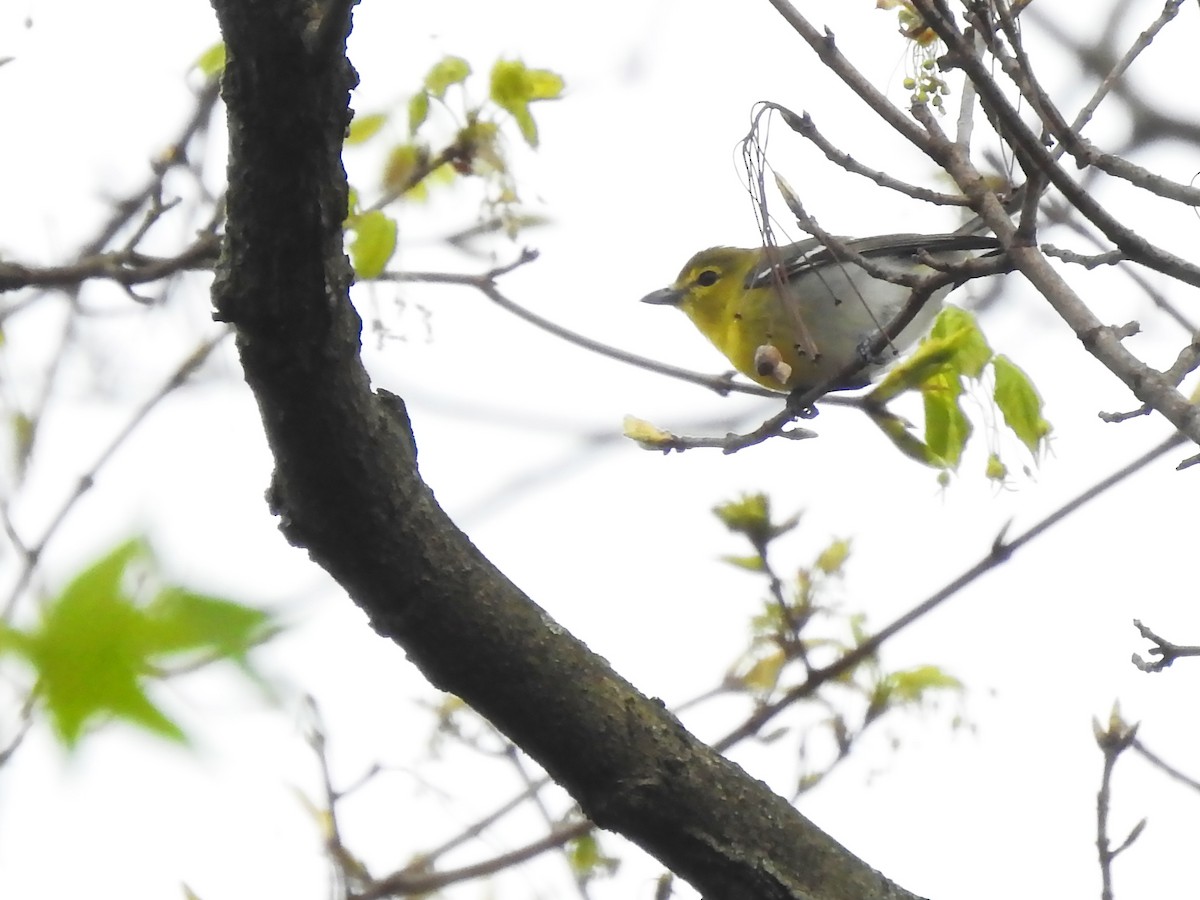 Yellow-throated Vireo - Michael Schramm