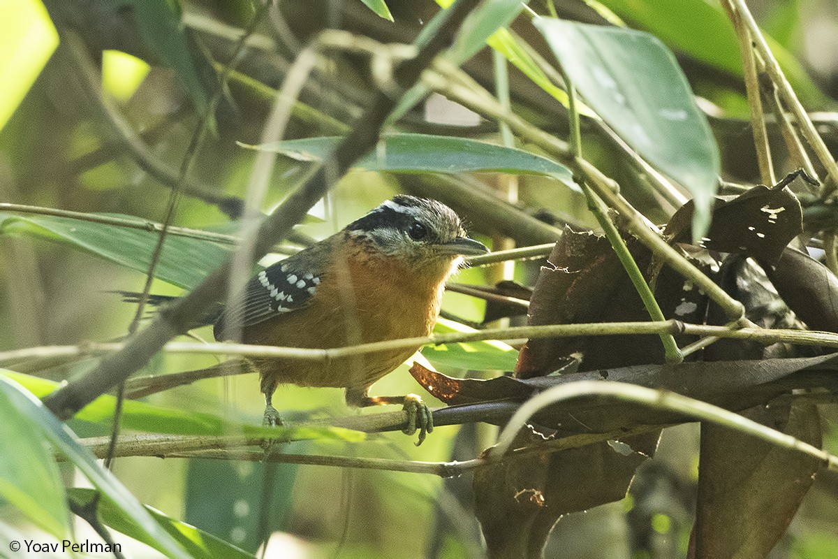 Ferruginous Antbird - Yoav Perlman