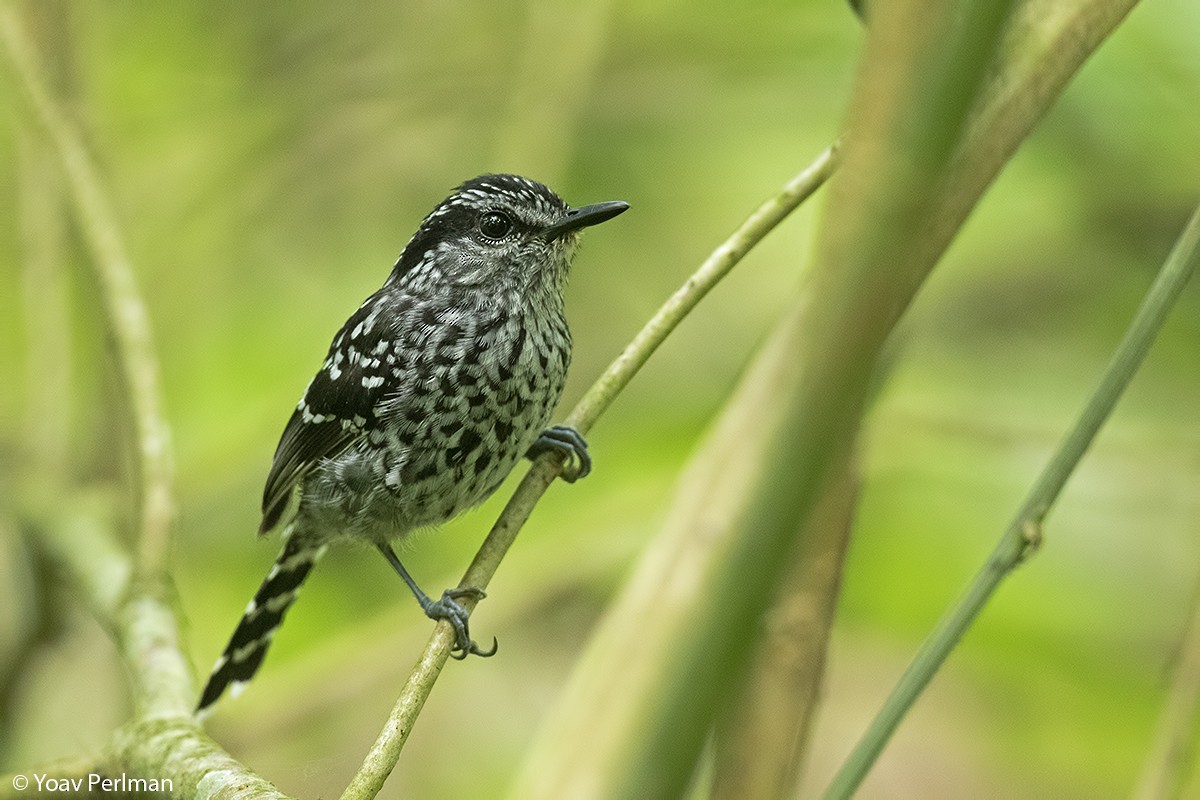 Scaled Antbird - ML226554811