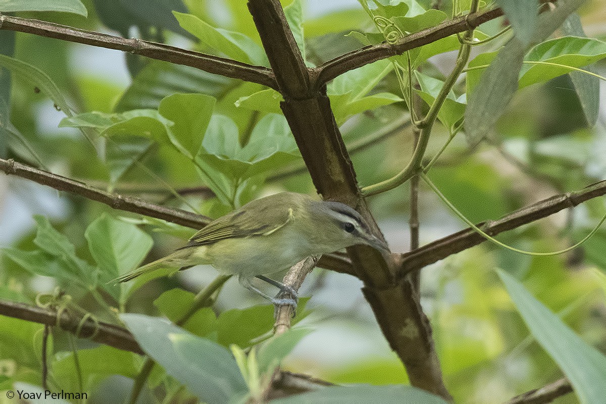 Chivi Vireo - Yoav Perlman