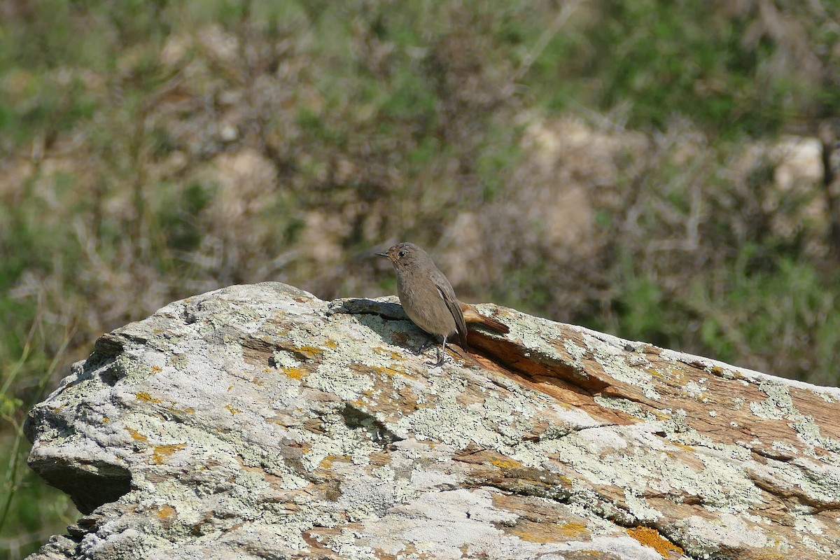 Black Redstart - ML226555621