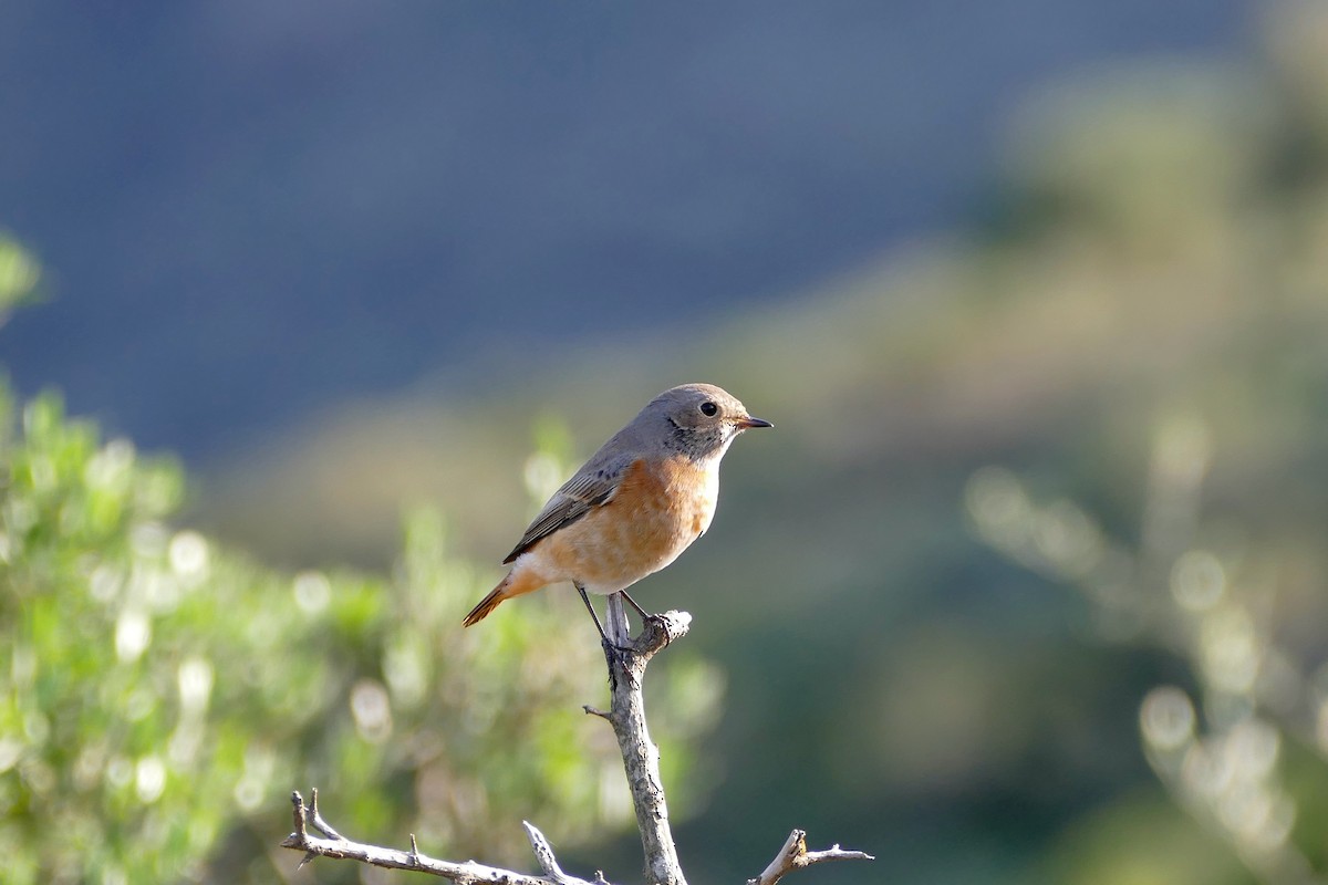 Common Redstart - ML226555791