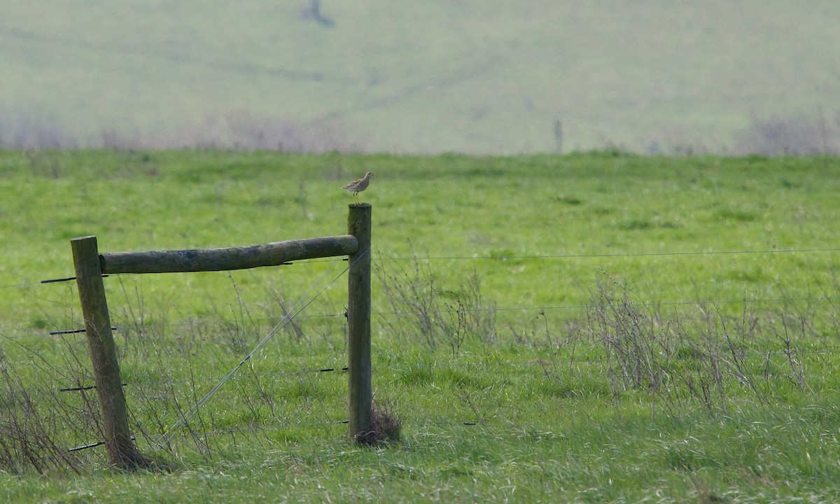 Upland Sandpiper - ML226556081