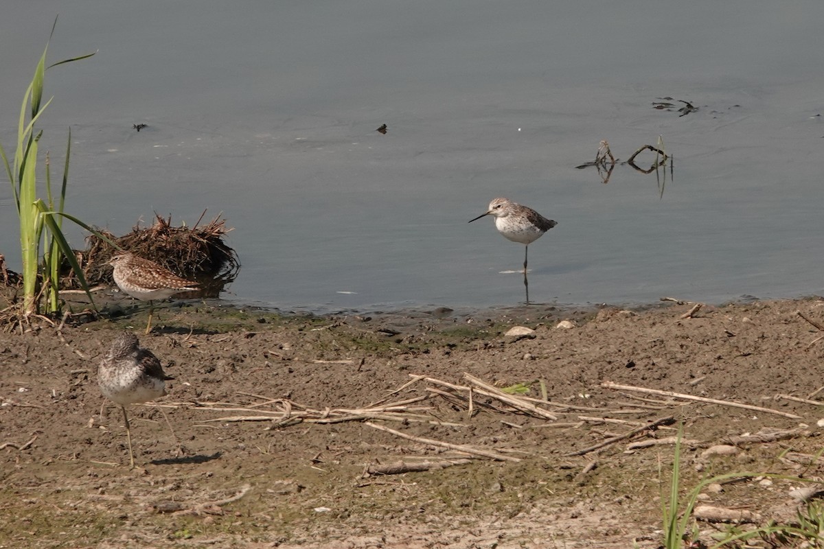 Teichwasserläufer - ML226556091