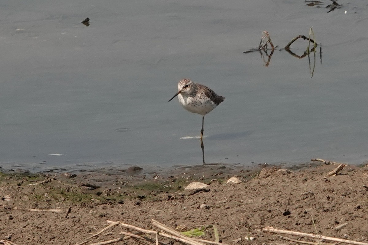 Marsh Sandpiper - ML226556101