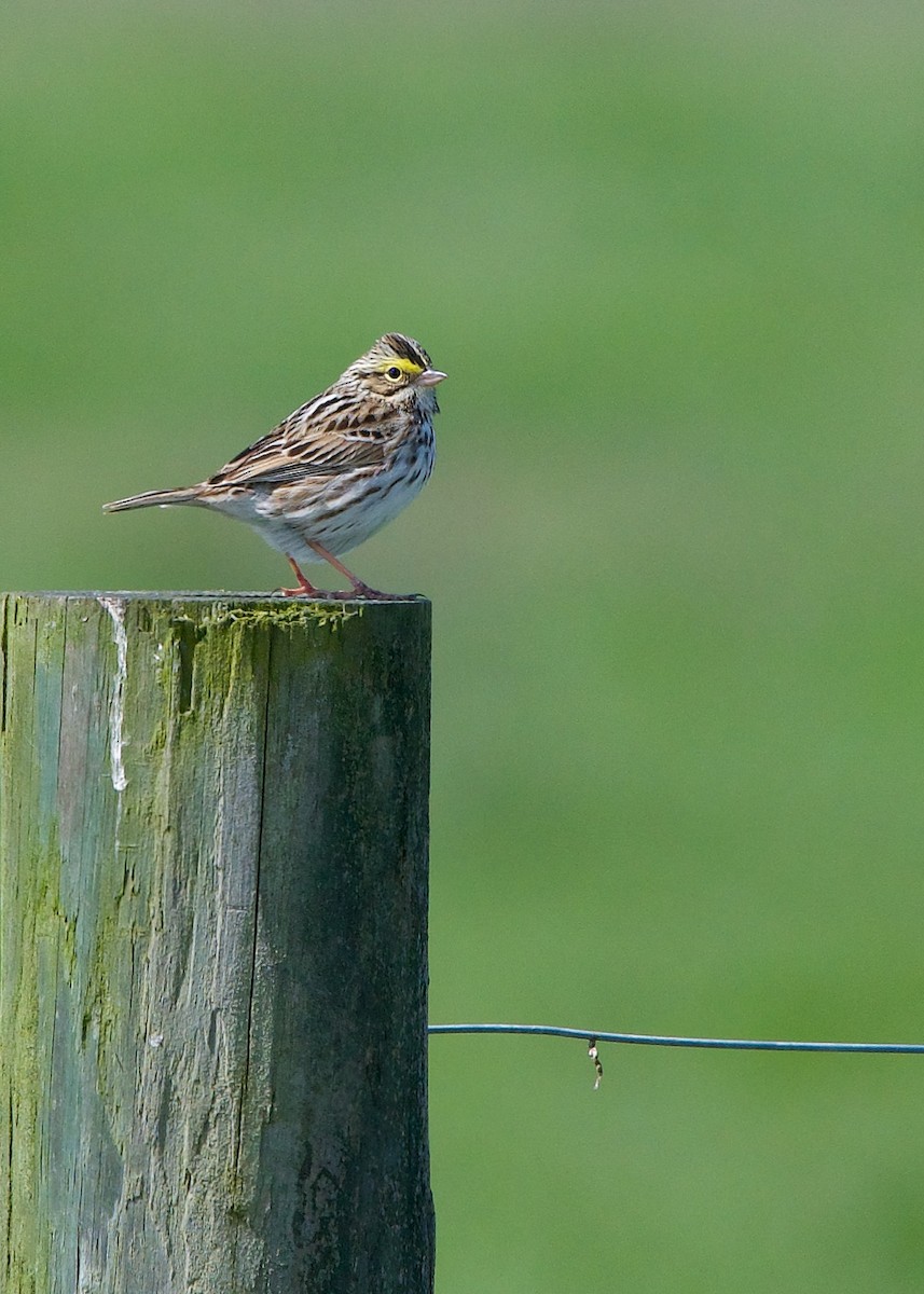 Savannah Sparrow - ML226556121