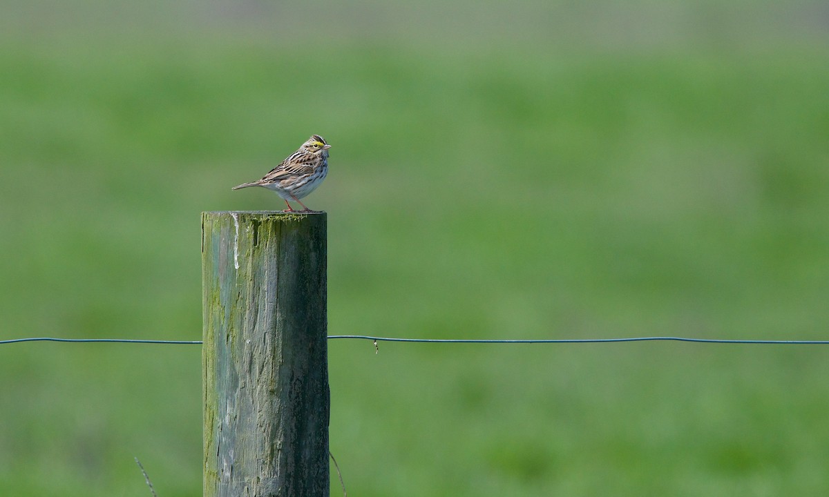 Savannah Sparrow - ML226556131