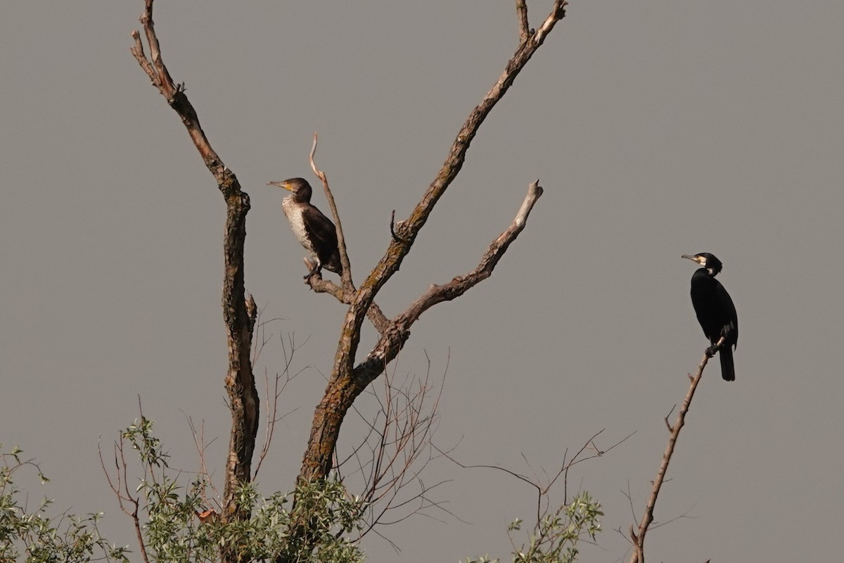 Great Cormorant - ML226556751