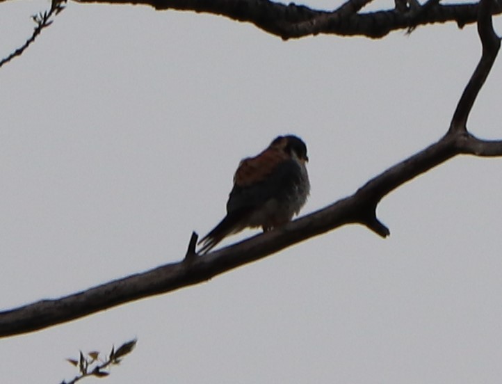 American Kestrel - ML226557281