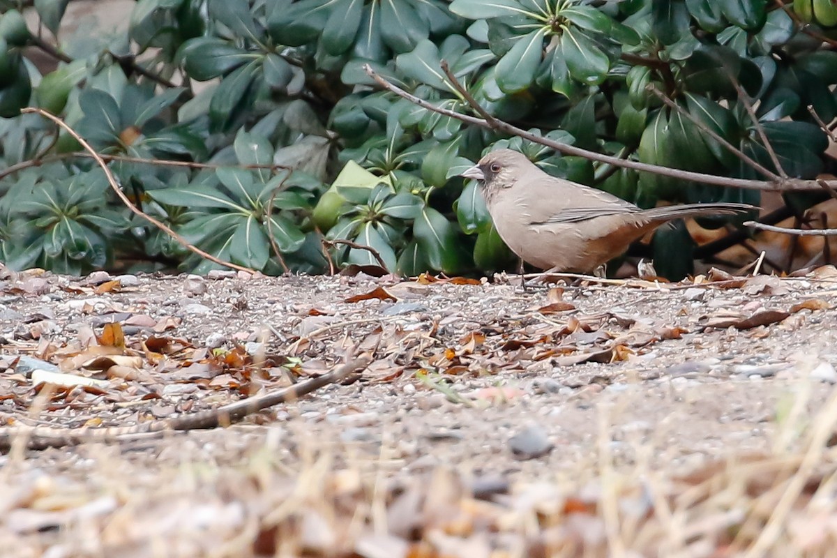 Abert's Towhee - ML226558611