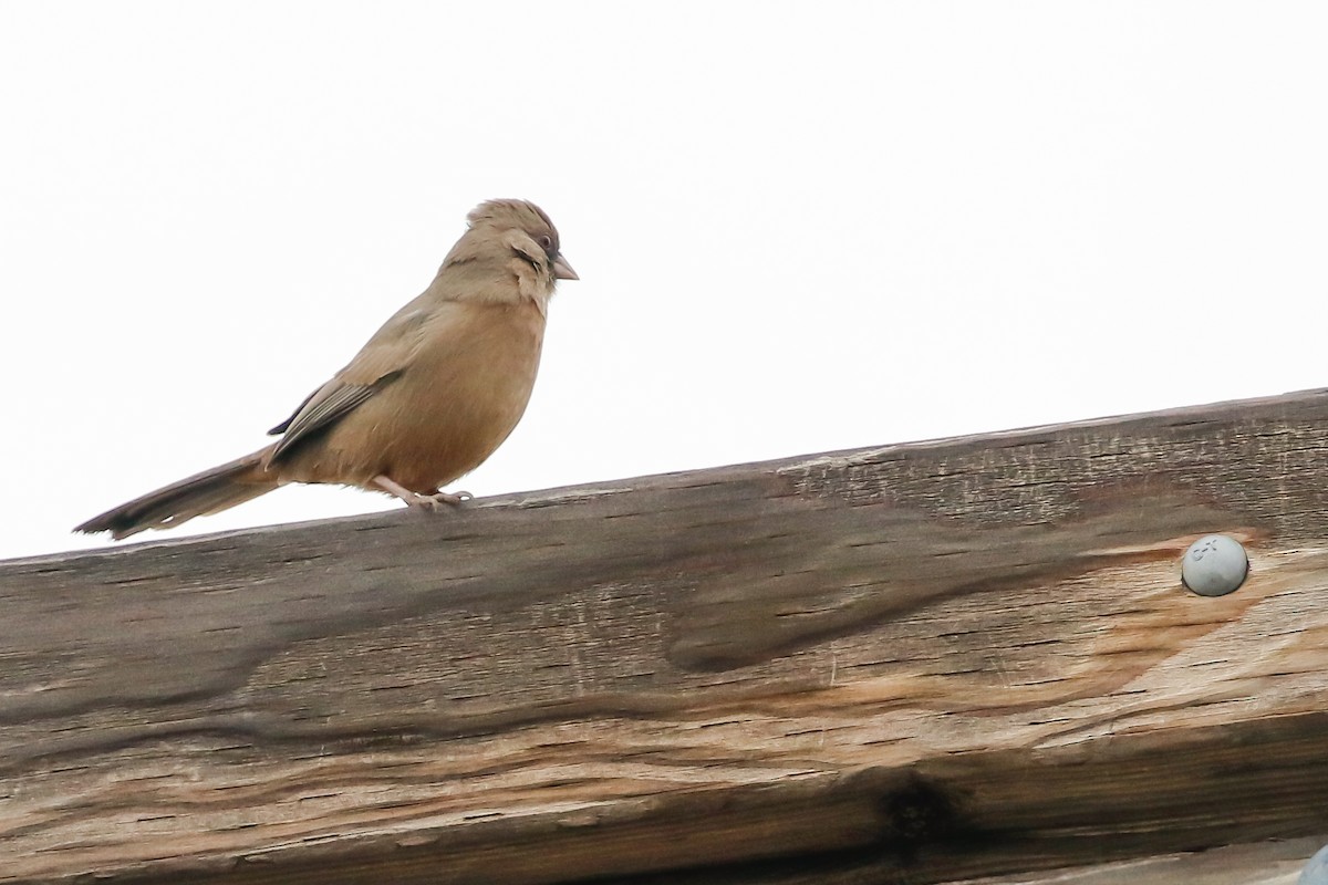 Abert's Towhee - ML226558621