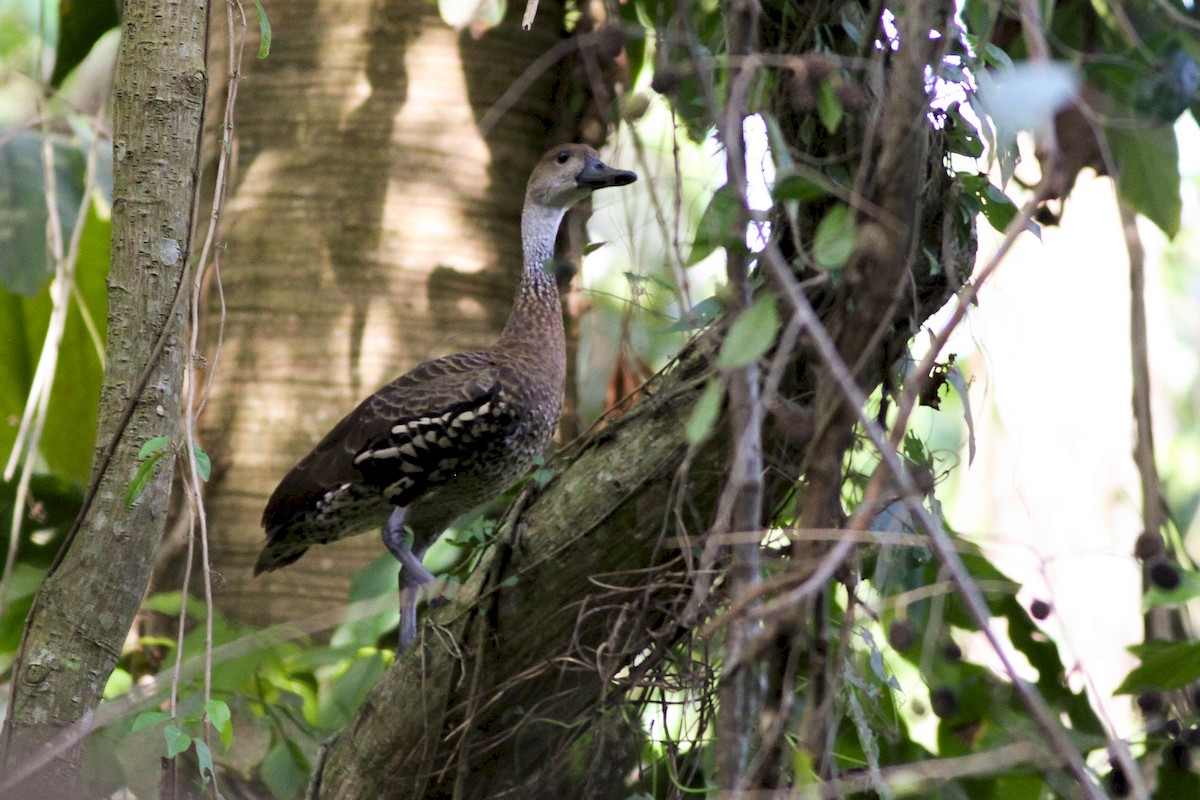 West Indian Whistling-Duck - ML226559221