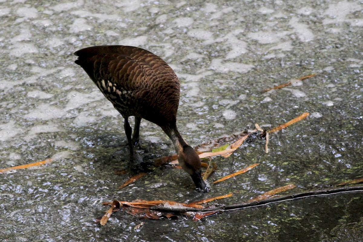 West Indian Whistling-Duck - ML226559261