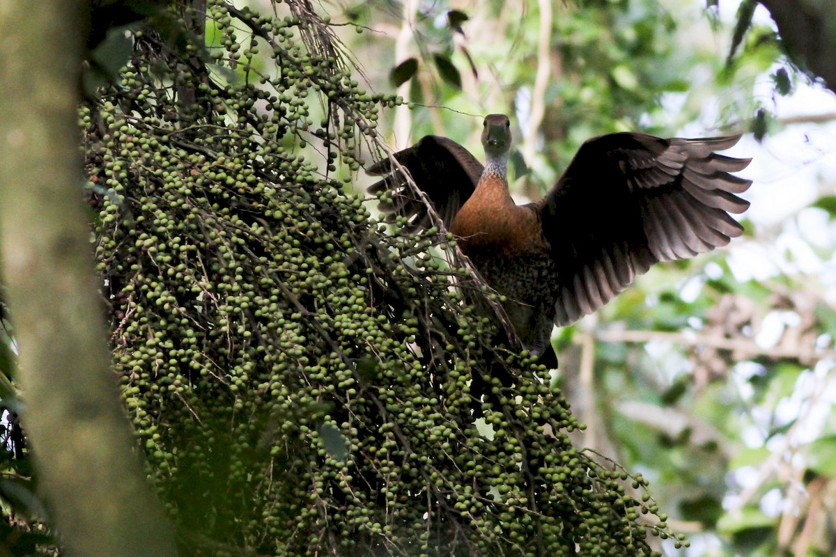 West Indian Whistling-Duck - Alex Lamoreaux