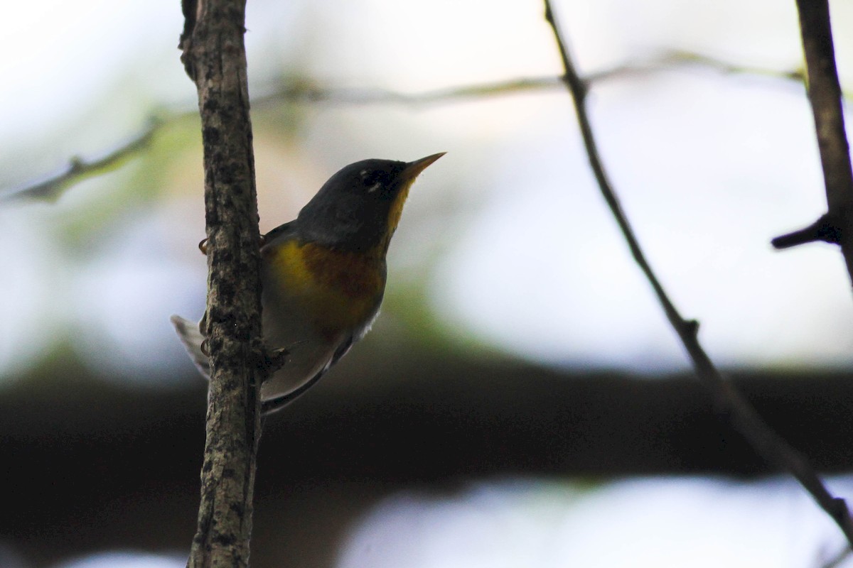 Northern Parula - Alex Lamoreaux