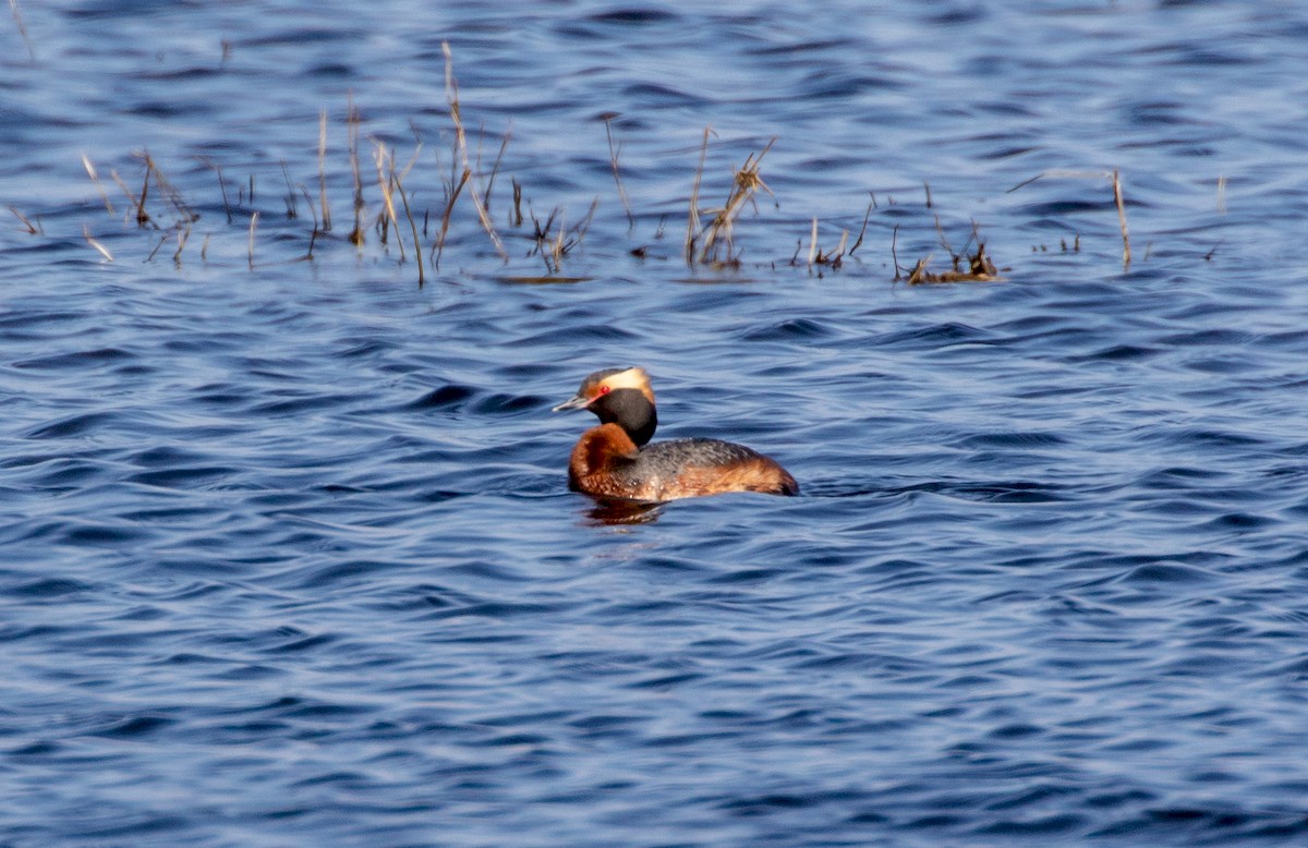 Horned Grebe - Todd Mitchell