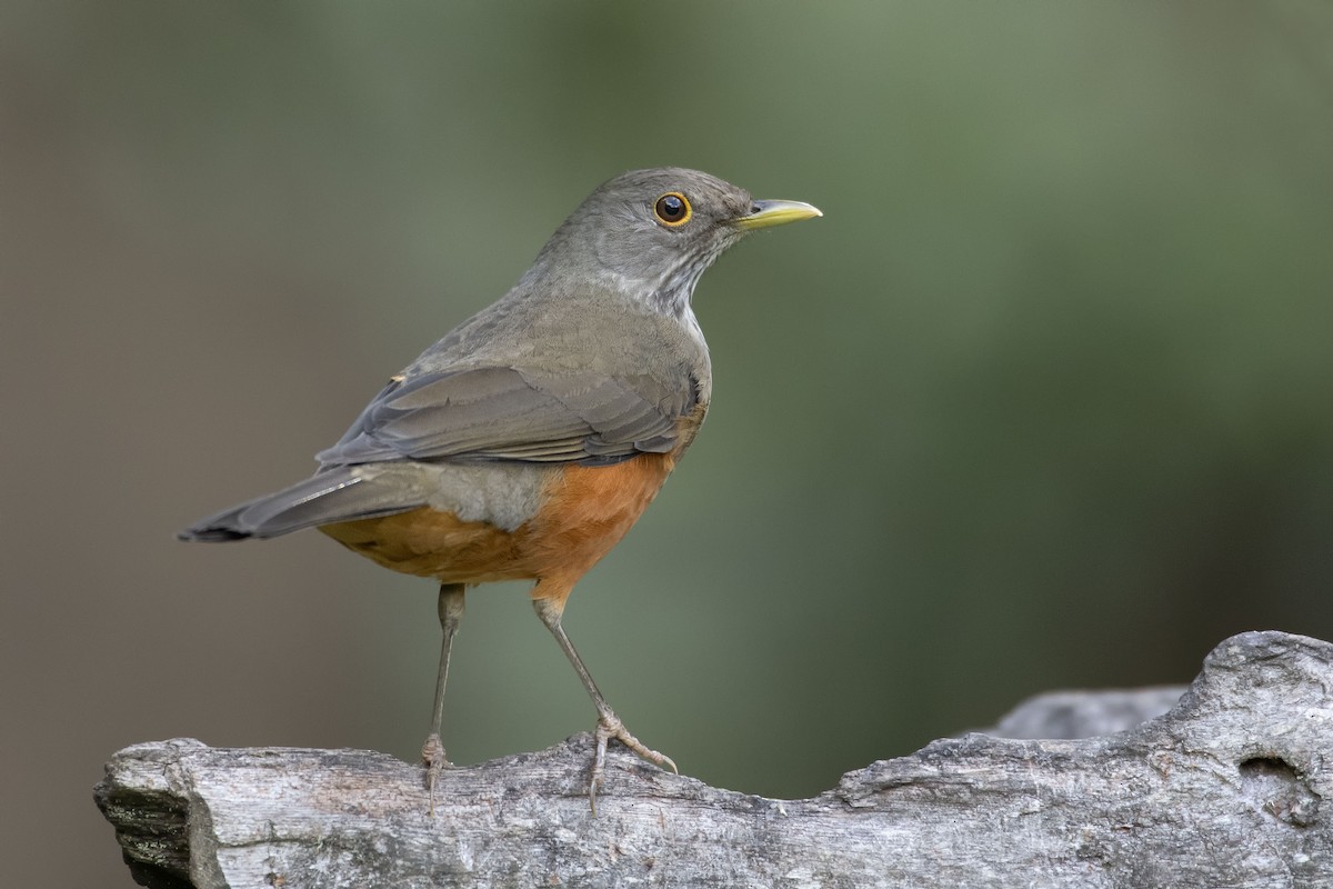 Rufous-bellied Thrush - ML226560441