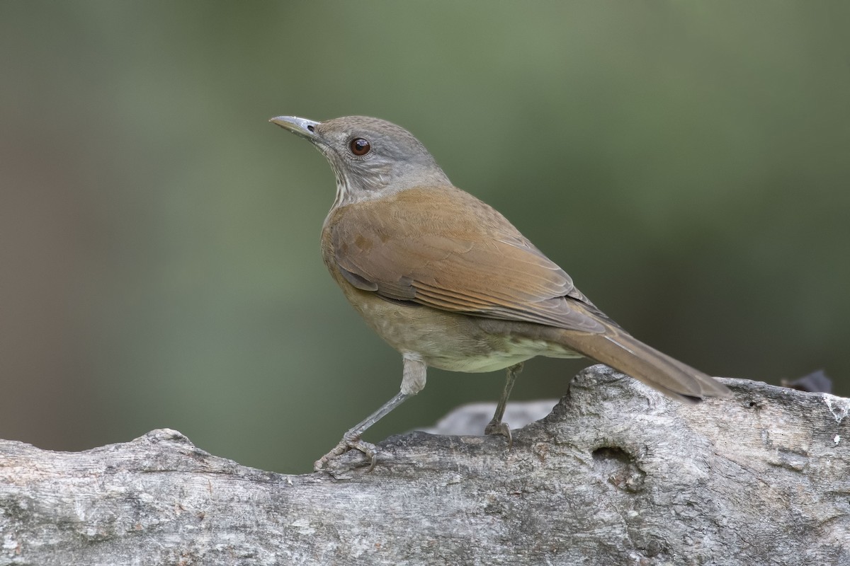 Pale-breasted Thrush - ML226560461