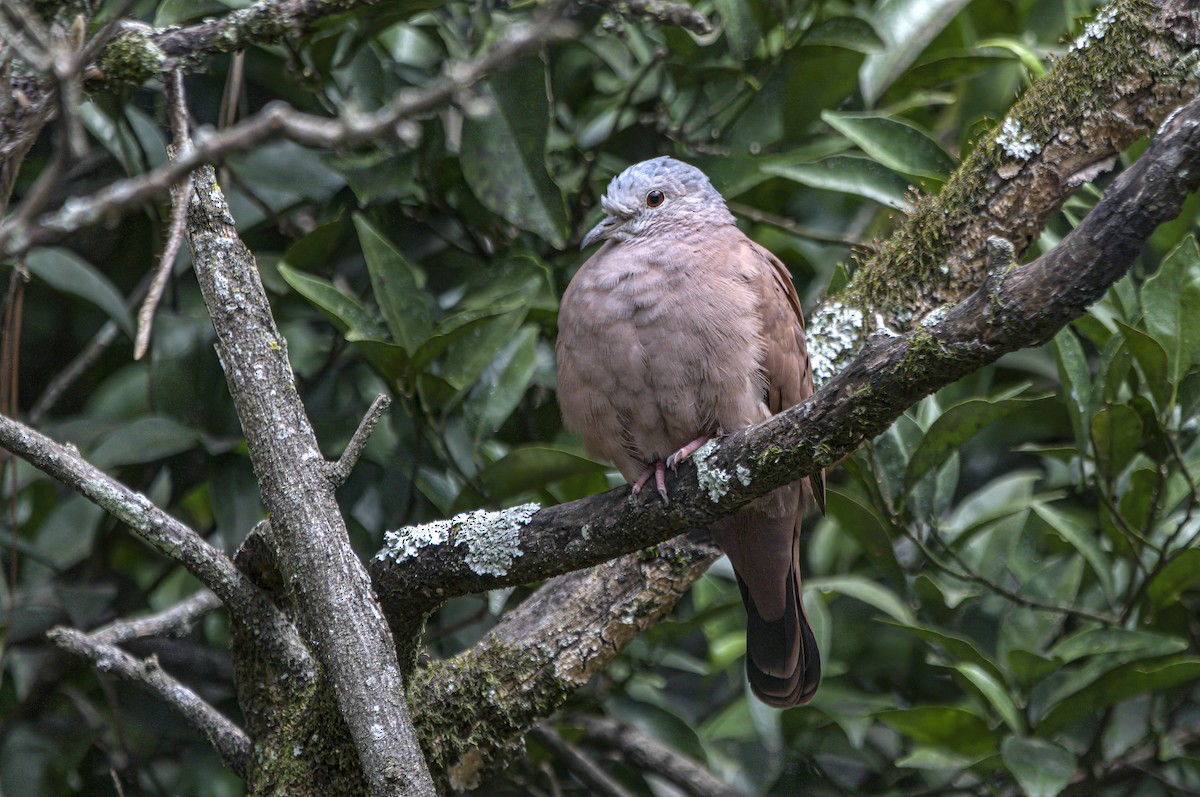 Ruddy Ground Dove - ML226560781