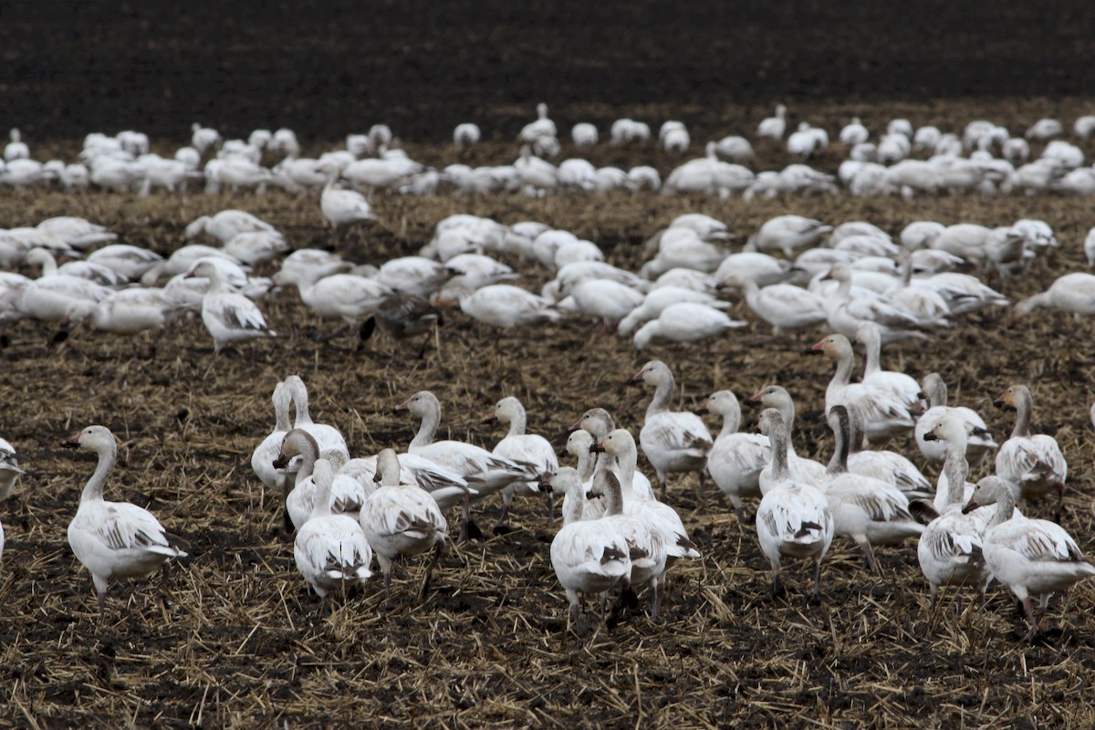 Snow Goose - Pete Fisher