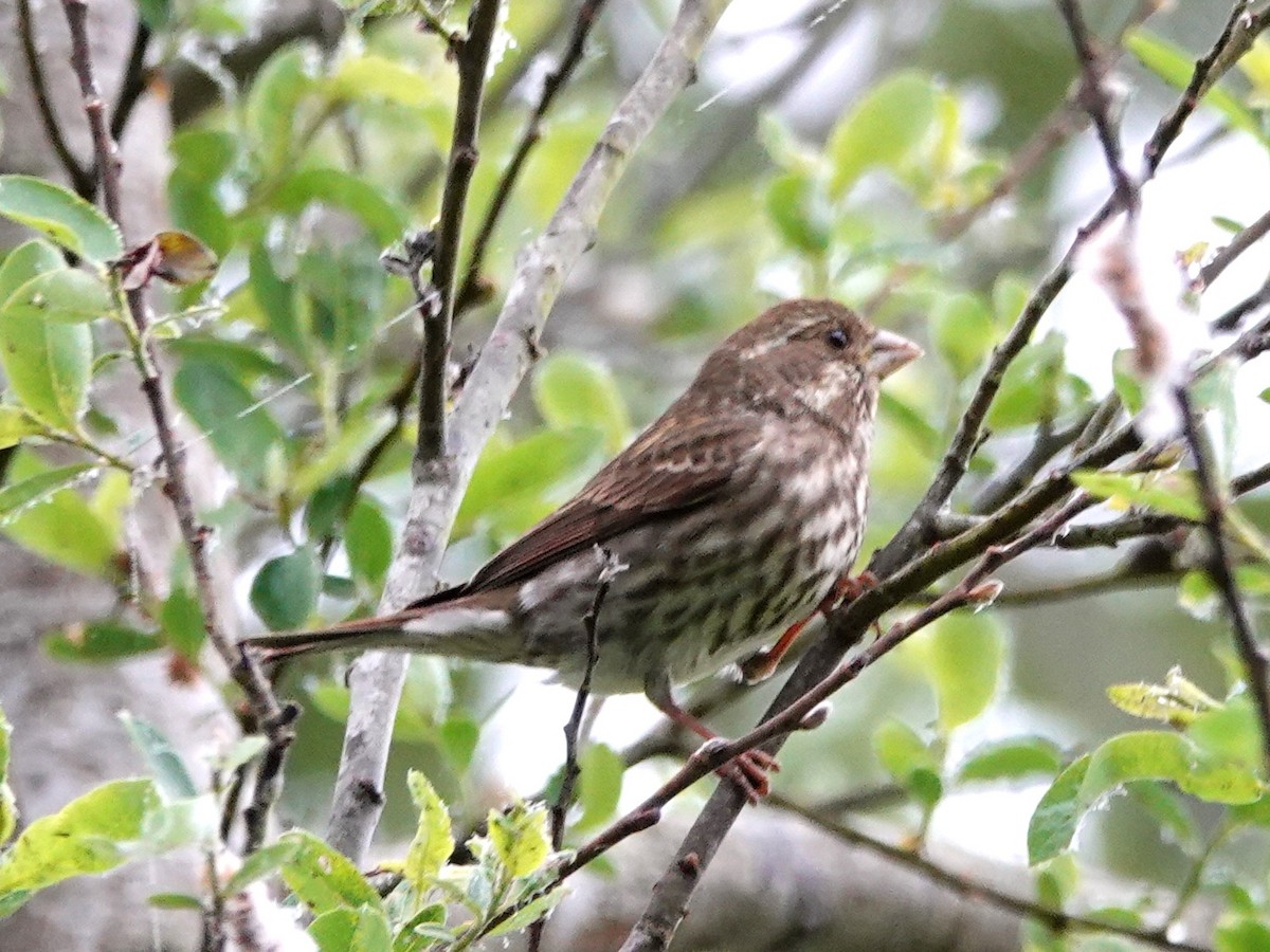 Purple Finch - ML226564721