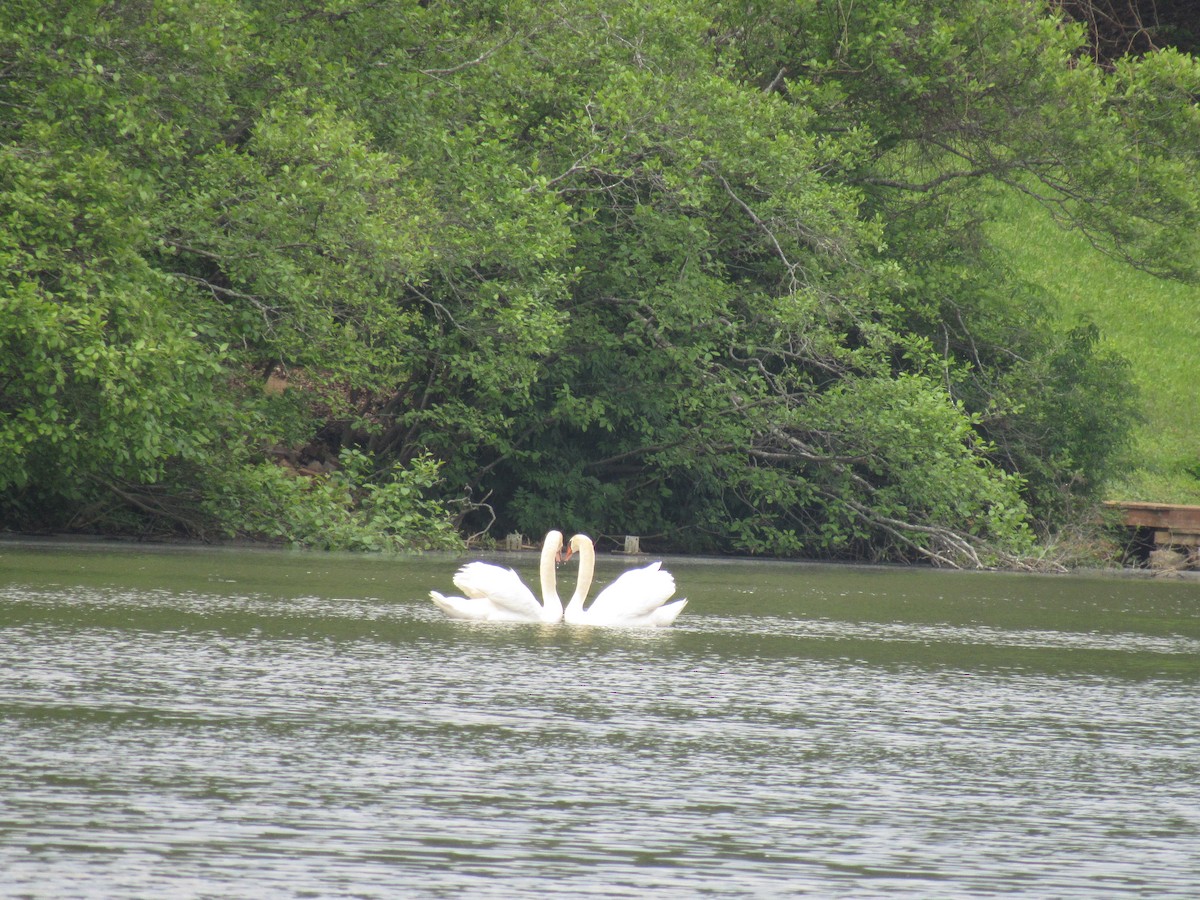 Cygne tuberculé - ML226566801