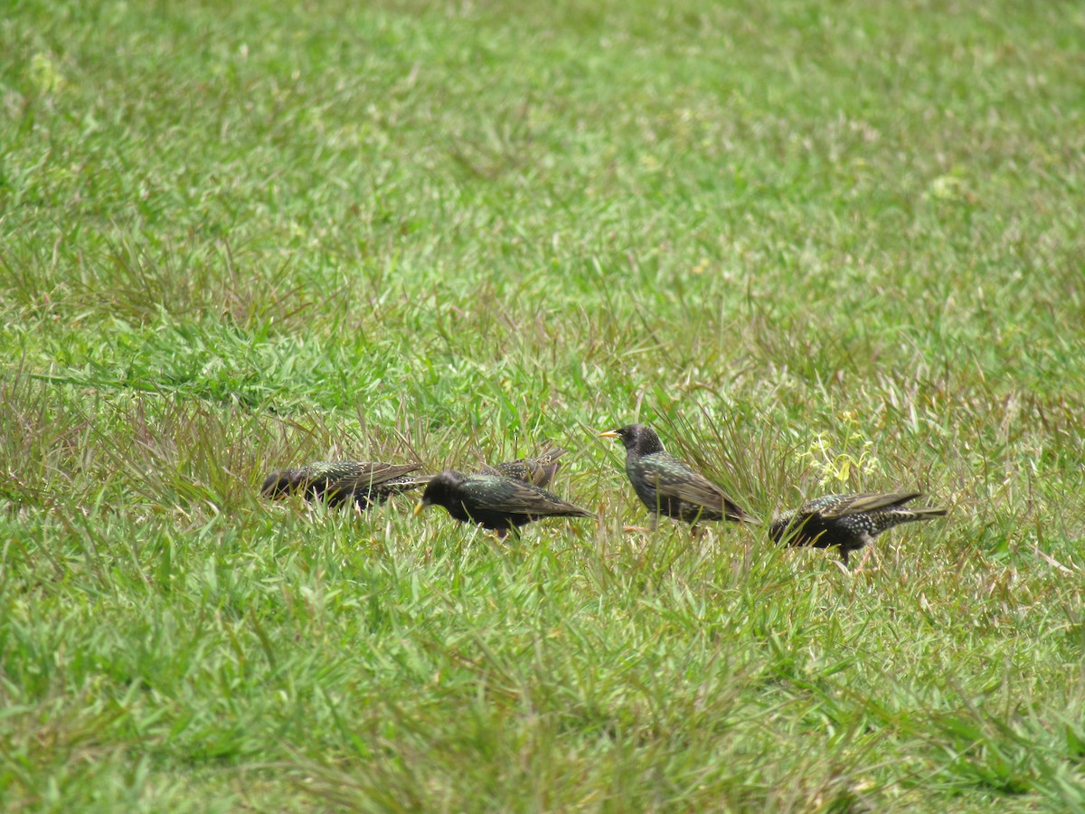 European Starling - Faridelle Bondar